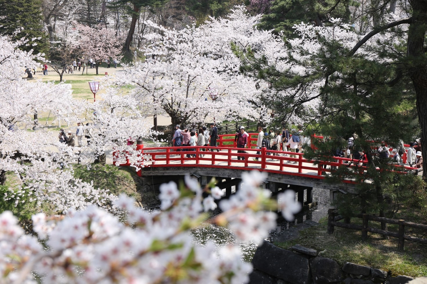 日本賞櫻季來囉～10個賞花禮儀懶人包